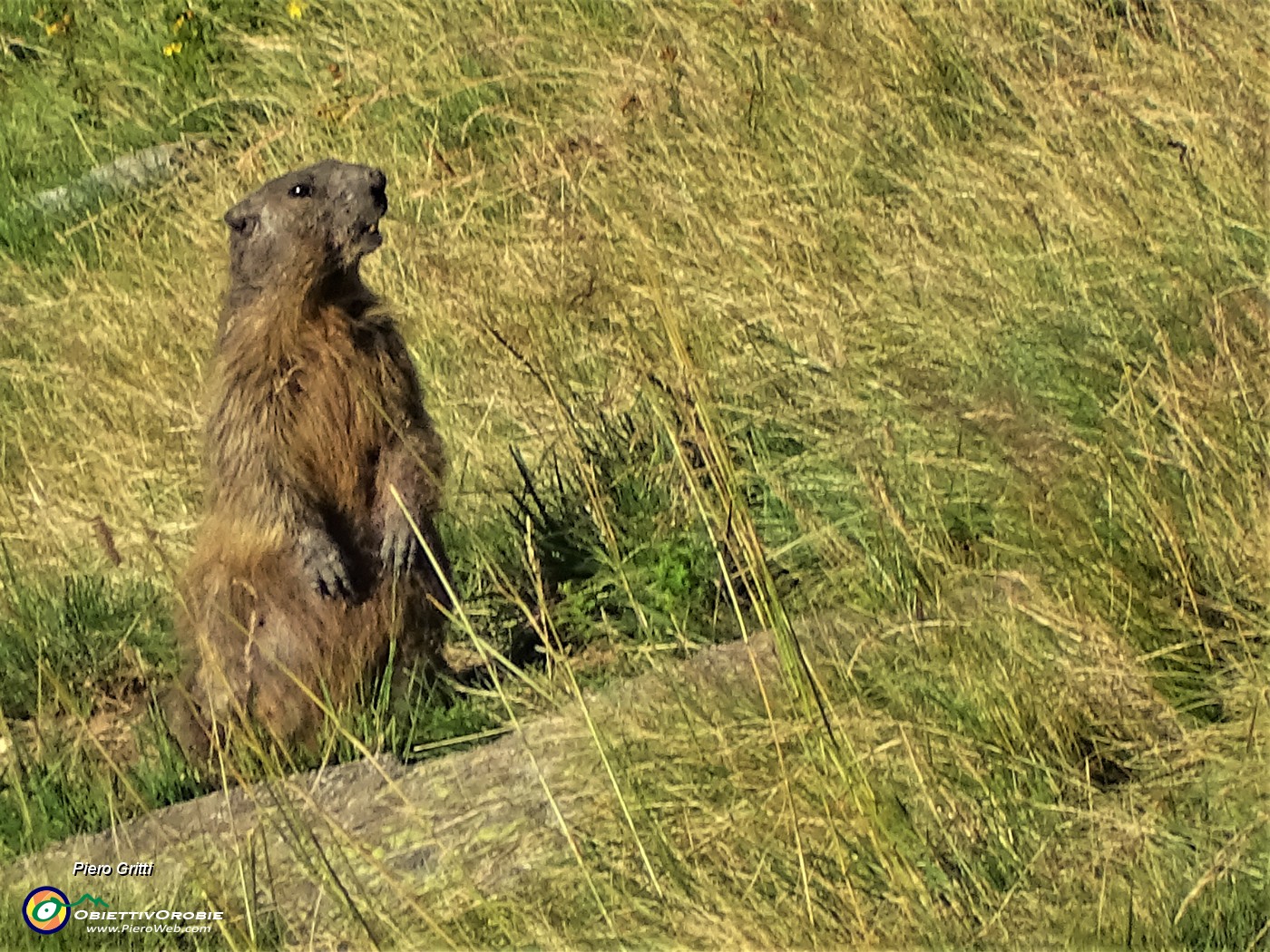 13 Marmotta in sentinella ci fischia....JPG